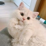 Avatar Mateo Calleja